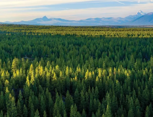 Tianqiao Chen Asking $227 Million for High Cascade Timberland
