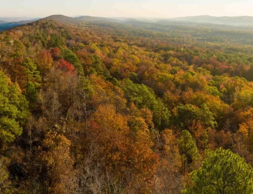 Dunavant Valley Oaks