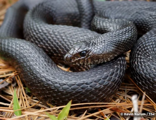 Snake in the Grass