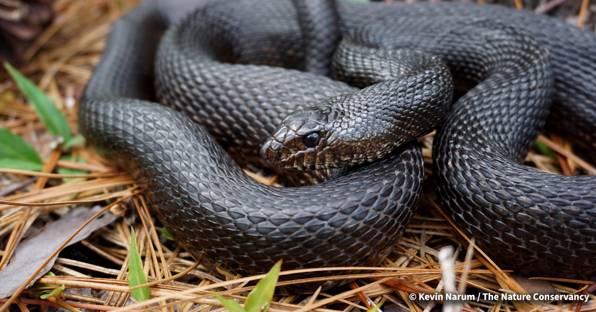LR_SnakeintheGrass-PropertyRights-01-01 black pinesnake, pinesnake, snake, property rights