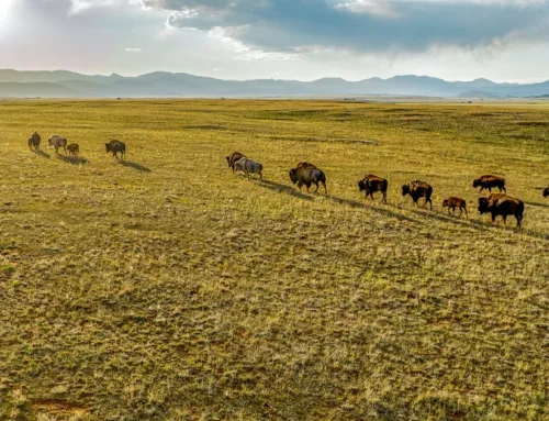 Arrowhead Ranch $10,031,250  M4 Ranch Group