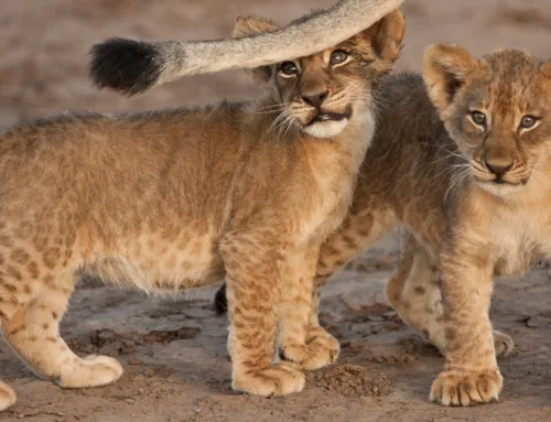 Own Your Own Rembrandt