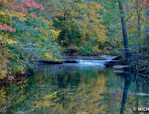 Westervelt Company Named Conservationist of the Year