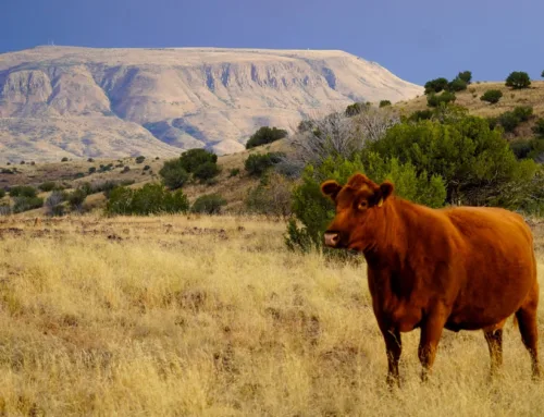 Sold! Texas’s Y Bar O Ranch