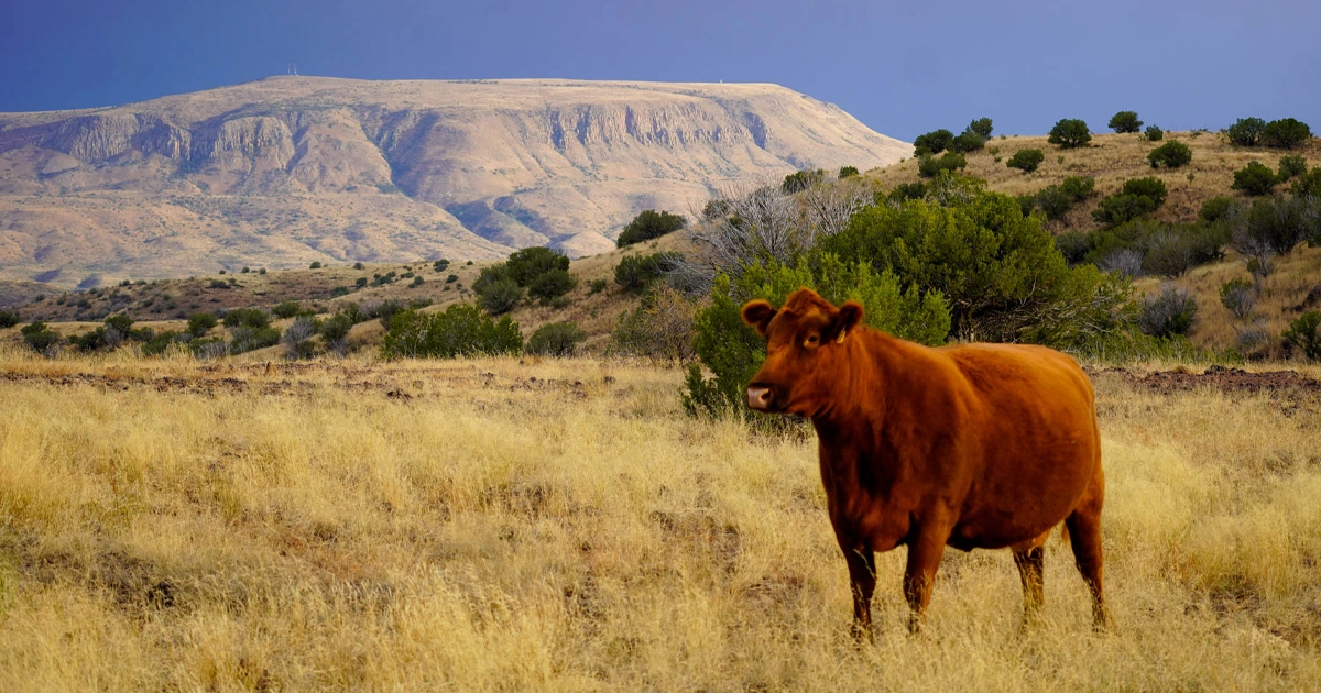 Y Bar O Ranch, Hall and Hall, Texas, Cow