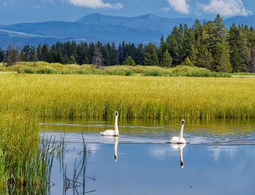 Ricketts Conservation Foundation