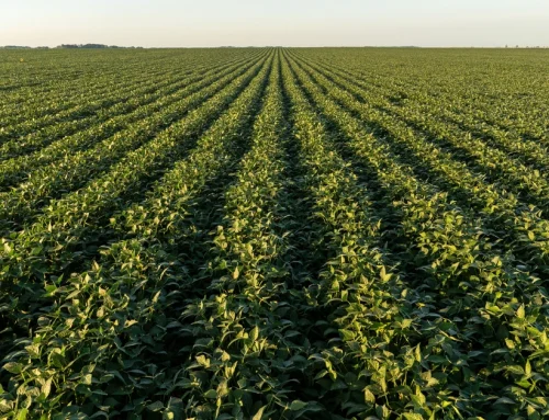 Premium Midwest Farmland﻿ ﻿Sealed Bid Offering
