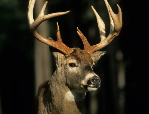 Whitetails Challenge Quail as Key Value Driver